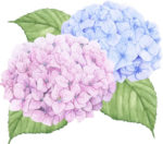 hydrangeas